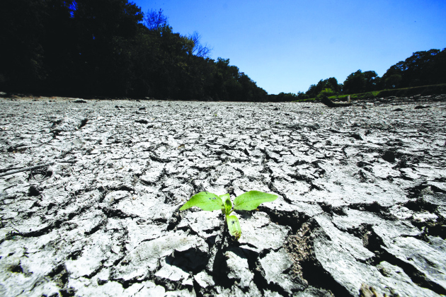 A plant grown in a dried river bed. 
