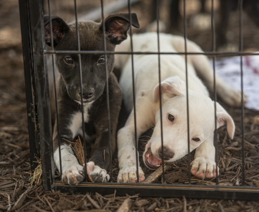 Puppies from Hill Country Humane Society, based at Buchanan Dam, serving Burnet and Llano Counties, were available for adoption.
