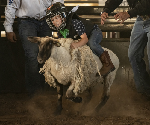 7-year-old Frederick Neuharth competes in Mutton Bustin'.