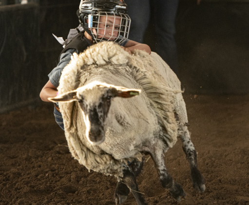 A youngster  competes in Mutton Bustin'.