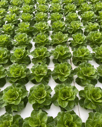 Lettuce rows sit in their spots over water.