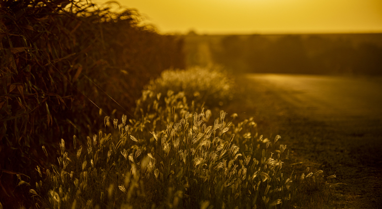Prairie grass glows near sunset along County Road 360, north of Granger Dam, on Monday, July 17.