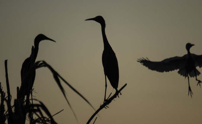Egrets begin to settle in for the night  at Murphy Park's rookery on Friday evening,  June 30, 2023.