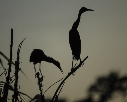 Egrets gather at Murphy Park's rookery on Friday evening,  June 30, 2023.
