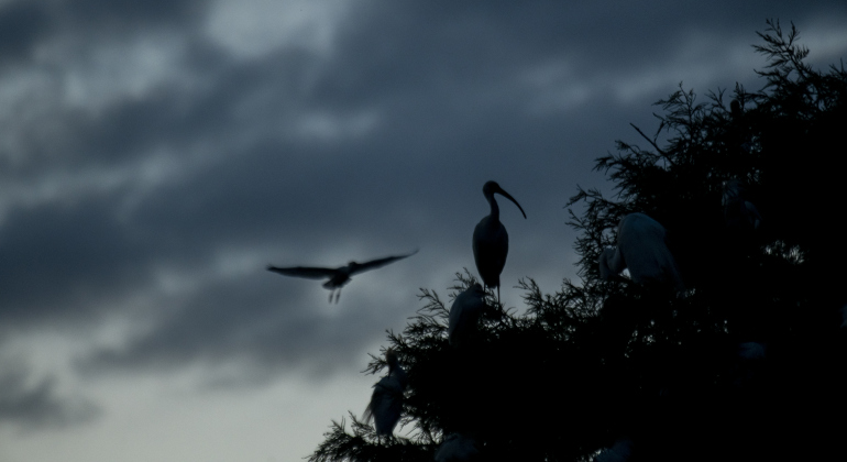 Ibis and egrets gather at Murphy Park's rookery on Friday evening,  June 30, 2023.