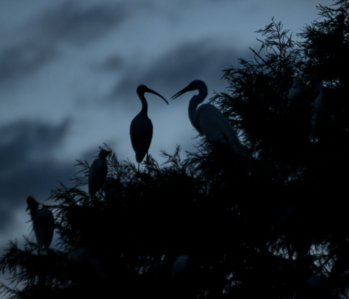 An Ibis, left, and a Great Egret, right, share space in a tree at Murphy Park's rookery on Friday evening,  June 30, 2023.
