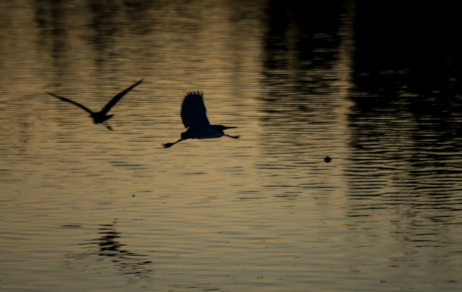 Egrets fly over the lake  at Murphy Park's rookery on Friday evening,  June 30, 2023.