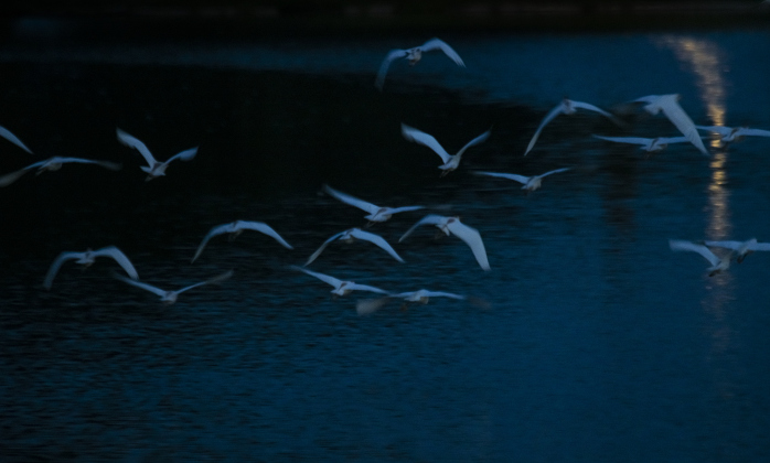 Egrets gather at Murphy Park's rookery on Friday evening,  June 30, 2023.