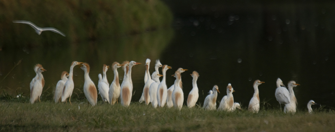 Egrets gather at Murphy Park's rookery on Friday evening,  June 30, 2023. 
