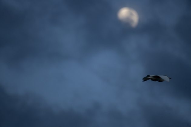 A cattle egret flies past the moon  at Murphy Park's rookery on Friday evening,  June 30, 2023.