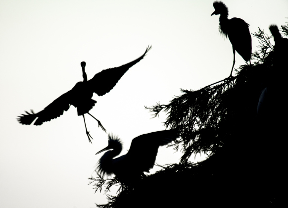 Egrets gather at Murphy Park's rookery on Friday evening,
