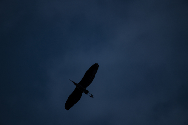 An egret soars over Murphy Park's rookery on Friday evening,  June 30, 2023.