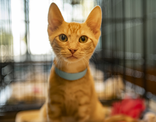 4-month-old Kolache, the last kitten adopted (by Linda Lam), demonstrates his curious nature.
