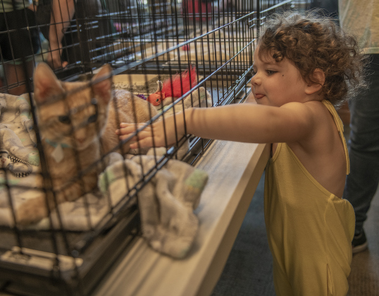 2-year-old McKenzie Rice pets a 4-month kitten named Kolache.