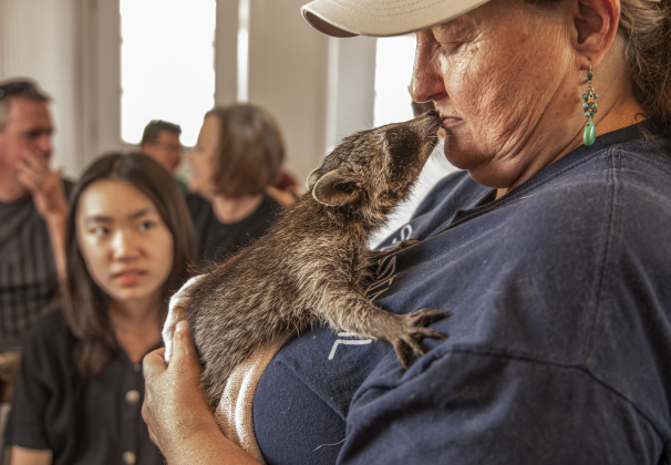 Karen Orth cuddles with a 5-week-old raccoon at All Things Wild Rehabilitation on Saturday, July 29, 2023.  Orth conducted a class about caring for raccoons until they're able to be released into the wild.