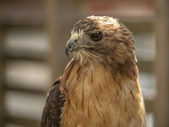 A Red-tailed hawk named Aries, a permanent resident at All Things Wild Rehabilitation, makes eye contact with the camera on Saturday, July 29, 2023.