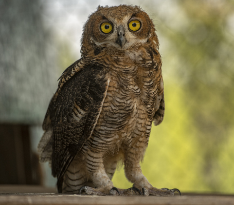 A Great Horned Owl  is pictured at All Things Wild Rehabilitation on Saturday, July 29, 2023.