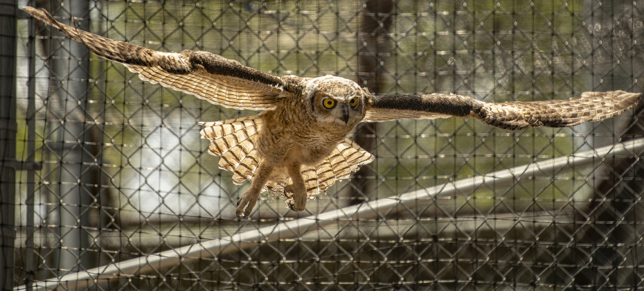 A Great Horned Owl flies in its habitat at All Things Wild Rehabilitation on Saturday, July 29, 2023.