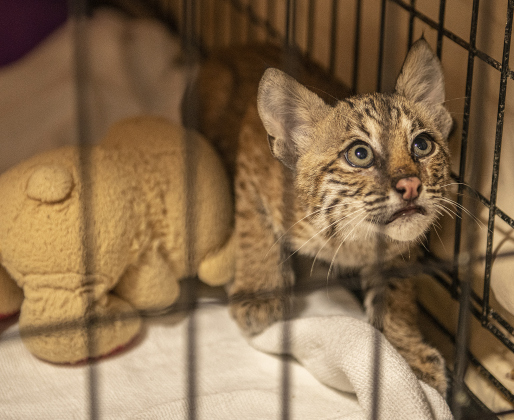A bobcat kitten, a recent arrival  at All Things Wild Rehabilitation, peers from its enclosure  on Saturday, July 29, 2023.