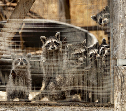 Raccoons gather at the gate to their enclosure at All Things Wild Rehabilitation on Saturday, July 29, 2023.  They will likely be returned to natural habitats soon.