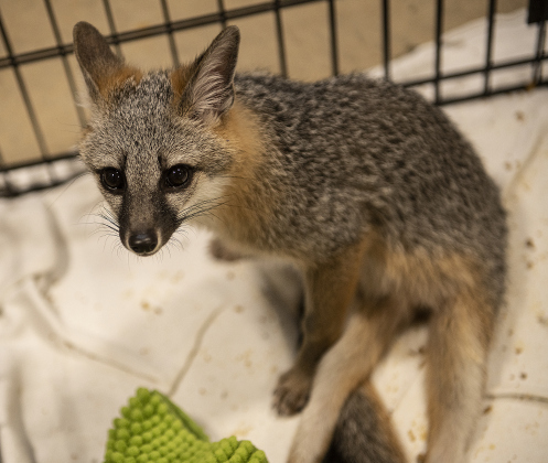 Bingo, a Gray Fox who doesn't have use of his rear legs, is shown  at All Things Wild Rehabilitation on Saturday, July 29, 2023.  Because of his disability, Bingo will have lifelong care here.