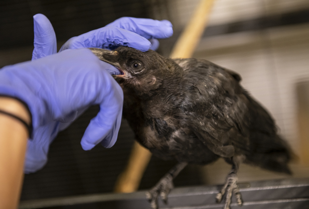 Staff member Skye Williamson spends time with Edgar Allen Crow.
