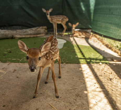Fawns exhibit their curiosity  at All Things Wild Rehabilitation on Saturday, July 29, 2023. When they grow a little more, they'll be released back into natural environments.