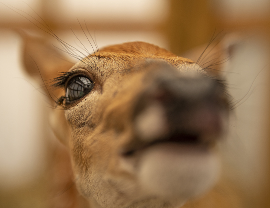 A fawn exhibits curiosity  at All Things Wild Rehabilitation on Saturday, July 29, 2023. When older the deer will be released back into a natural environment.