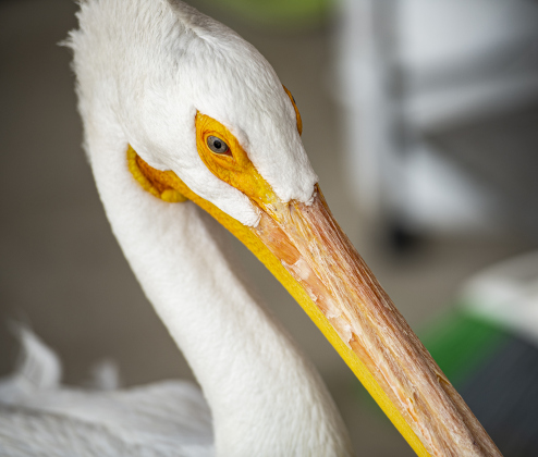 pelican named Beaudreaux, a permanent resident because he only has one wing, seems content at All Things Wild Rehabilitation on Saturday, July 29, 2023.