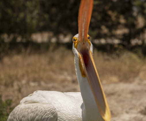 Beaudreaux, a pelican with just one wing, making him a permanent resident  at All Things Wild Rehabilitation, is playful on Saturday, July 29, 2023.