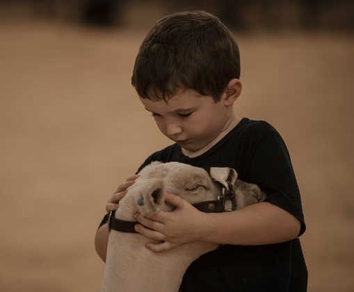 Joseph Stiles of Rio Vista, Texas, who will be 5-years-old on November 1st, shows his sheep named Petal during the Chisholm Trail Showdown Breeding Sheep Show, held Thursday, October 26, 2023 at the Williamson County Expo Center during the Williamson County Fair and Rodeo.