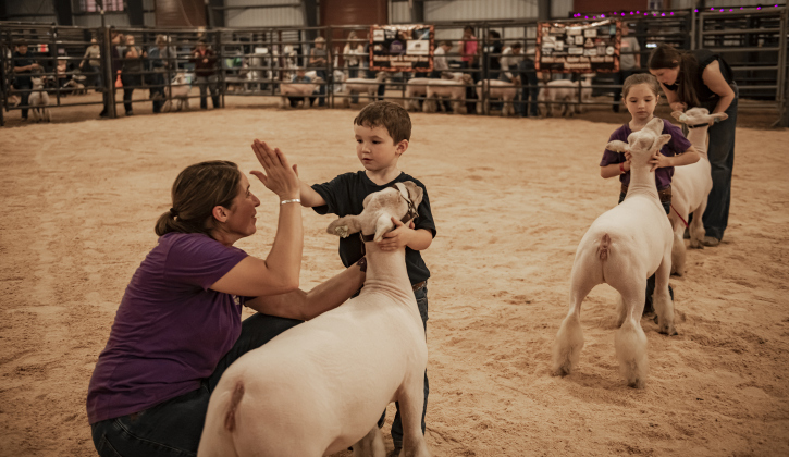 Corrie Stiles of Rio Vista, Texas, left, gives her son Joseph, who turns 5-years-old on November 1st, a high five after he had a good showing with his sheep named Petal during the Chisholm Trail Showdown Breeding Sheep Show, held Thursday, October 26, 2023 at the Williamson County Expo Center during the Williamson County Fair and Rodeo.  Behind Joseph is his sister Carlie Stiles, 7, with her sheep named Ferdinand.  Behind Carlie is 16-year-old Cassy McEntee, showing her sheep named J.B.