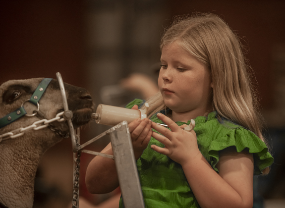 10-year-old Claire Martin of Amarillo gets her sheep named America ready for competition during the Chisholm Trail Showdown Breeding Sheep Show, held Thursday, October 26, 2023 at the Williamson County Expo Center during the Williamson County Fair and Rodeo.