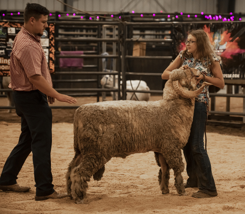 Show judge Wyatt Wharton, left, looks over a ram named Booshie and its owner, 13-year-old Zoey Martin of Moody, Texas during the Chisholm Trail Showdown Breeding Sheep Show, held Thursday, October 26, 2023 at the Williamson County Expo Center during the Williamson County Fair and Rodeo.