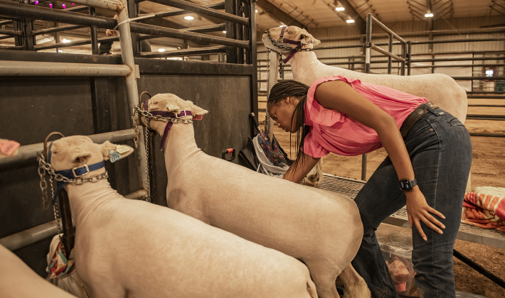 19-year-old A'mya Hodges of Weatherford, Texas gets her sheep ready for competition during the Chisholm Trail Showdown Breeding Sheep Show, held Thursday, October 26, 2023 at the Williamson County Expo Center during the Williamson County Fair and Rodeo.