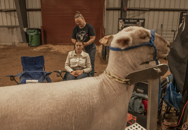 13-year-old Evelyn Cook Crowley, Texas gets her hair prepped by her mother Kristen Cook before showing her sheep named Annabeth (in foreground)  during the Chisholm Trail Showdown Breeding Sheep Show, held Thursday, October 26, 2023 at the Williamson County Expo Center during the Williamson County Fair and Rodeo.