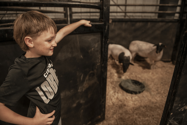 9-year-old Hudson Rabb of Cisco, Texas puts on his game face before showing his sheep during the Chisholm Trail Showdown Breeding Sheep Show, held Thursday, October 26, 2023 at the Williamson County Expo Center during the Williamson County Fair and Rodeo.