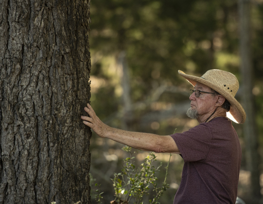 Attendee Franklin Darr touches a pecan tree he thinks is at least 230-years-old.