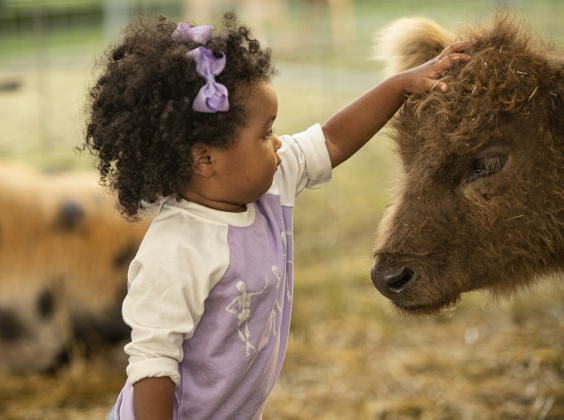 2-year-old Brooklynn Jones makes friends with a Miniature Highlander calf  in the Texan Petting Zoo on Wednesday, October 25, 2023, the opening day of the Williamson County Fair and Rodeo, held at the Williamson County Expo Center through October 28th.
