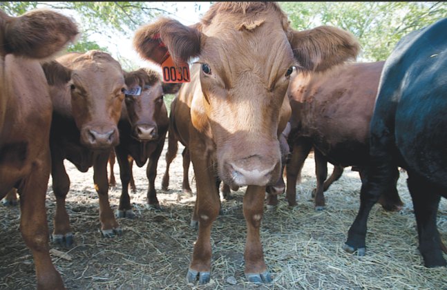 Both livestock and crops have seen the impacts of the over 40 days of triple digit weather Central Texas experienced this summer. (Sun Archive)