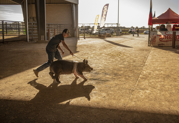15-year-old Colin McDonald, a member of the Georgetown High School FFA program, gives chase to his pig named Ronnie, who left his stall and ran outside the show barn during the Williamson County Livestock Show on Tuesday, December 5, 2023.  The Breeding Swine and Market Swine Shows were to be held on Tuesday afternoon and Wednesday morning at the Williamson County Expo Center.
