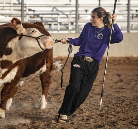 16-year-old Jordan Westhoff, a Liberty Hill 4-H Club member, works with her cow named Shady on Wednesday, December 6, 2023 during the Williamson County Livestock Show being held at the Williamson County Expo Center.  Heifers and steers were being judged on Thursday, plus poultry entries.