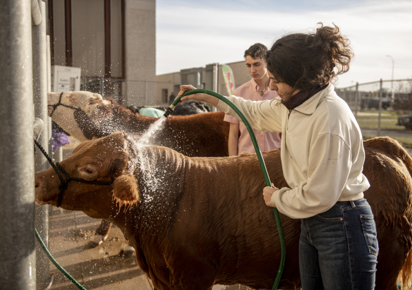 Addison Wall, front, and her twin brother Aidan, wash Addison's heifer named Creature on Wednesday, December 6, 2023 during the Williamson County Livestock Show being held at the Williamson County Expo Center. The twins celebrate their 16th birthday on Thursday.