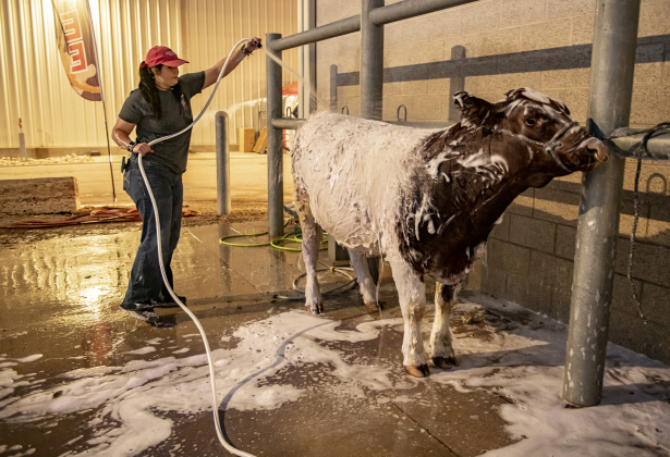 16-year-old Madelyn Florence of Georgetown, a member of the Hutto 4-H Club, gives her cow named Captain Morgan a through bath  on Wednesday, December 6, 2023 during the Williamson County Livestock Show being held at the Williamson County Expo Center.