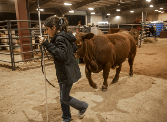 Madison Wilbers, a member of the Thrall FFA program, takes her heifer named Snow on a practice walk  on Wednesday, December 6, 2023 during the Williamson County Livestock Show being held at the Williamson County Expo Center.