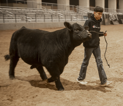 16-year-old Christopher Gonzalez, a member of the Thrall FFA program, walks his steer named Mad Dog  on Wednesday, December 6, 2023 during the Williamson County Livestock Show being held at the Williamson County Expo Center.