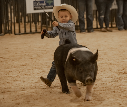 4-year-old Lane Jirasek of Thrall works with his pig in the Future Feeders category designed for kids under 7-years-old on Wednesday, December 6, 2023 during the Williamson County Livestock Show being held at the Williamson County Expo Center.