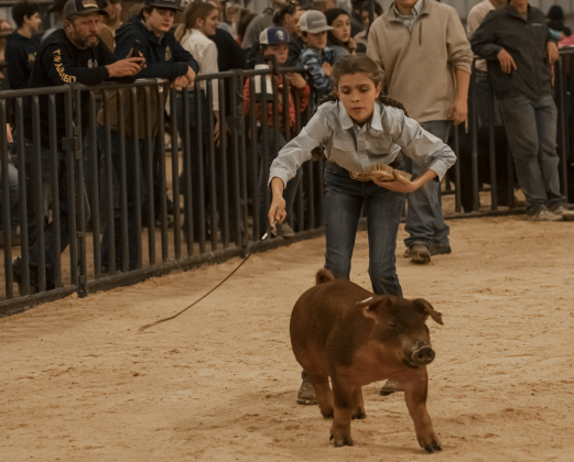 15-year-old Bralyn Laird, a member of the Liberty Hill FFA program, guides her pig through the arena during the Breeding Swine Show at  the Williamson County Livestock Show on Tuesday, December 5, 2023.
