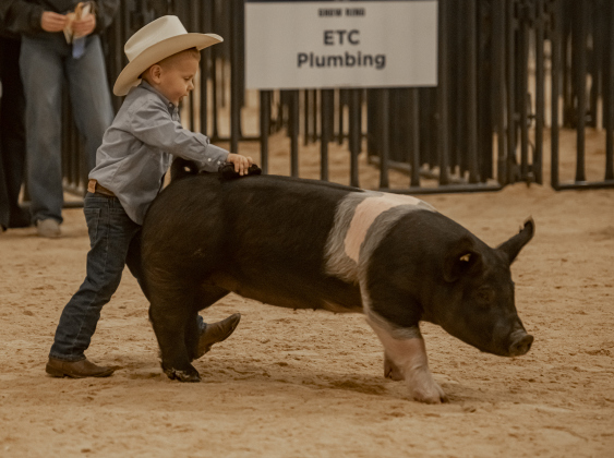 4-year-old Lane Jirasek of Thrall keeps his pig moving in the Future Feeders division, for kids 7 and under,  on Wednesday, December 6, 2023 during the Williamson County Livestock Show being held at the Williamson County Expo Center.