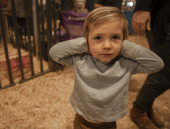 2-year-old Jude Browning wasn't  liking all the pig noises in the show barn during the Williamson County Livestock Show on Tuesday, December 5, 2023.  His brother Trace, 11, a member of the Jarrell 4-H Club, was showing his pigs during the Breeding Swine Show.